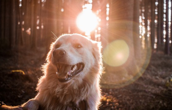 狗狗犬瘟吃什么药