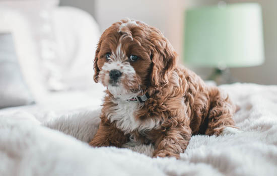 斗牛犬一天喂多少狗粮