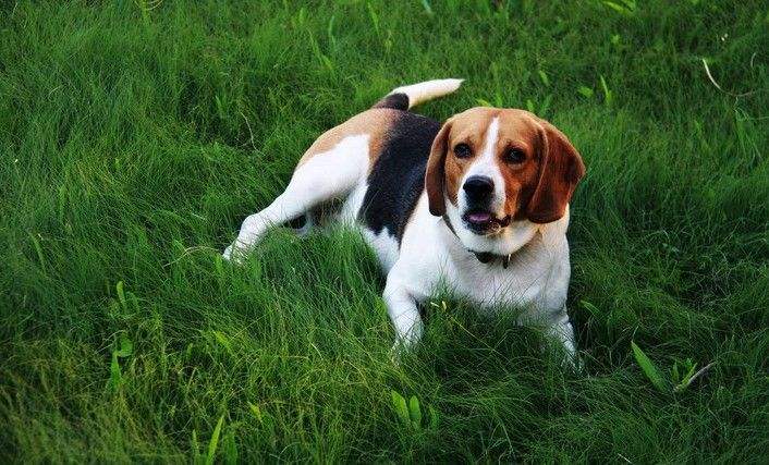 米格鲁猎兔犬如何训 怎么训练米格鲁猎兔犬