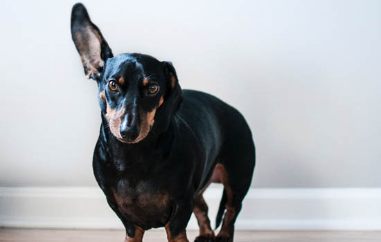 德牧幼犬几个月立耳