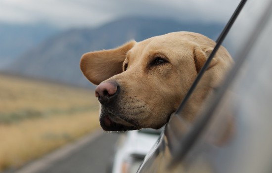 犬瘟热可以驱虫吗