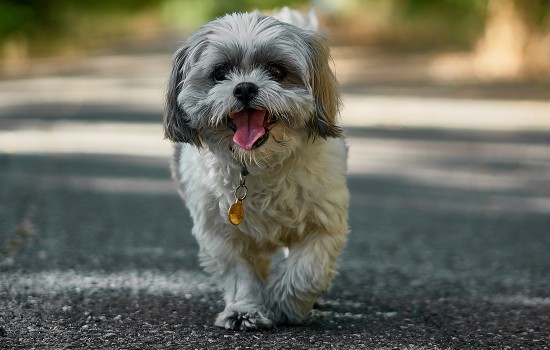 便宜好养的小型犬