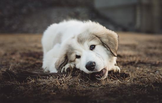 如何分辨中华田园犬的好坏