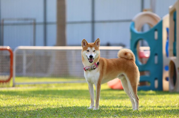 豆柴犬和柴犬区别