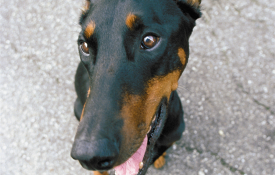 杜宾犬几个月开始认主