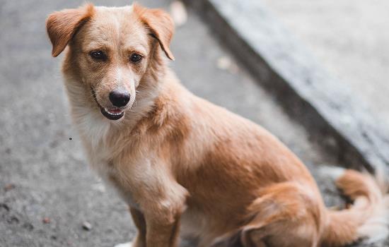 中华田园犬六大品种