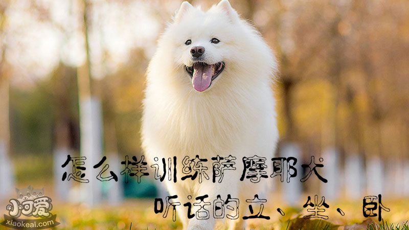 怎么样训练萨摩耶犬听话的立、坐、卧_萌宠家宠物网