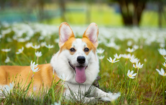 柯基犬怎么养好