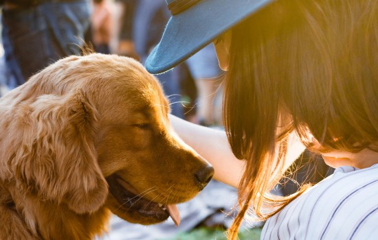 金毛幼犬不听话