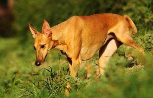 法老王猎犬一般多少钱一只 市场价格在3000～10000元