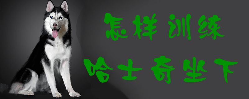 怎样训练哈士奇坐下1