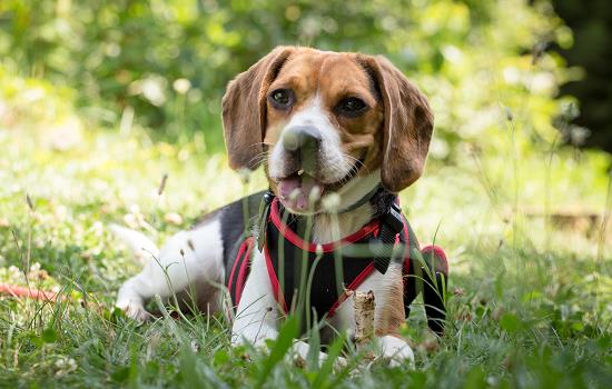 狗子狂犬疫苗要什么时候打