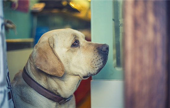 阿富汗猎犬怎么修毛