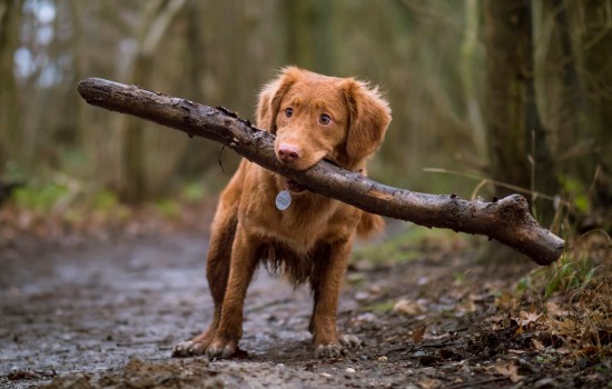 狗得了犬瘟在家怎么治