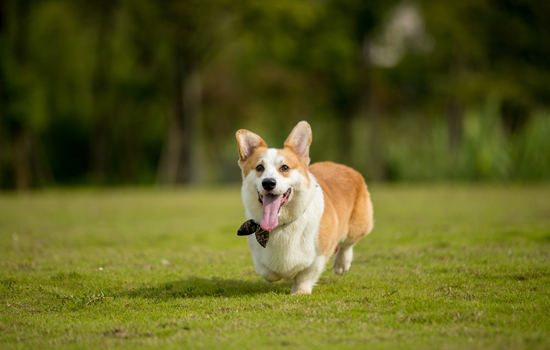 狗一只眼有黄脓状眼屎