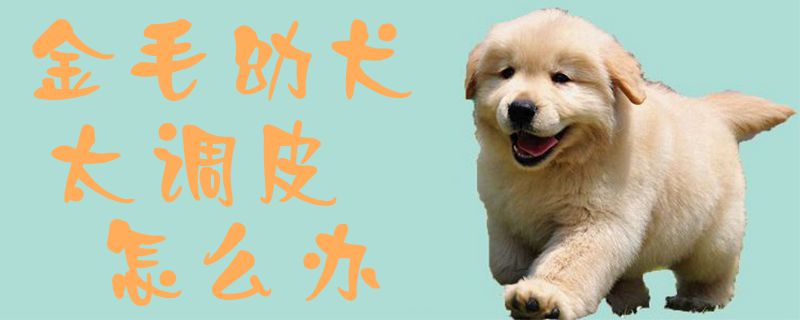 金毛幼犬太调皮怎么办1