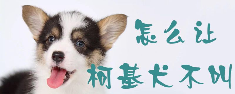 怎么让柯基犬不叫1