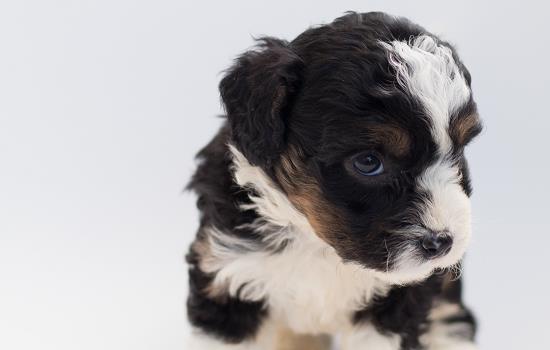 犬瘟热治愈后流鼻涕