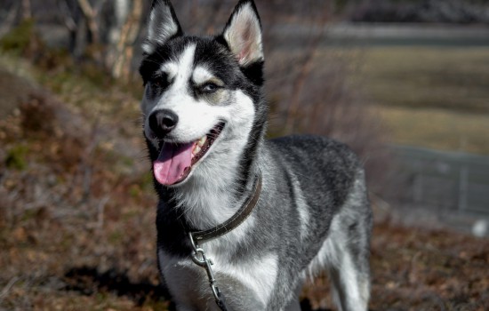 哈士奇多大可以吃成犬狗粮 哈士奇多大吃成犬粮