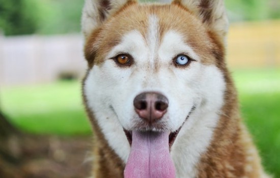 哈士奇和阿拉斯加区别 哈士奇和阿拉斯加犬的区别