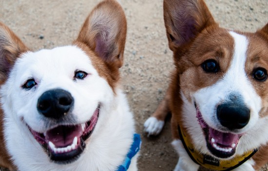 柯基是牧牛犬吗 柯基犬是牧牛犬吗