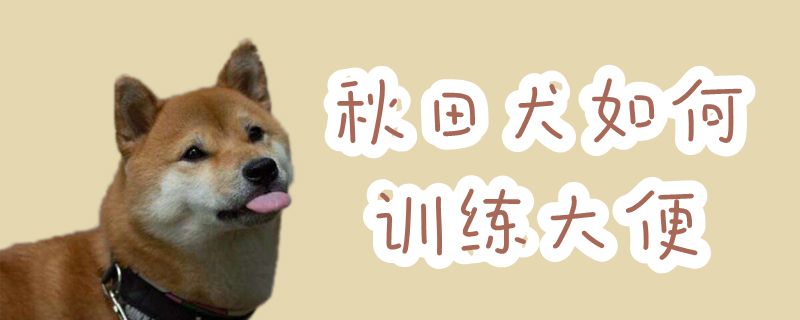 秋田犬如何训练大便