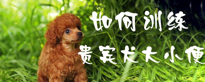 如何训练贵宾犬大小便1