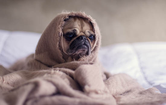 茶杯犬能吃什么水果 茶杯犬能吃什么蔬菜水果