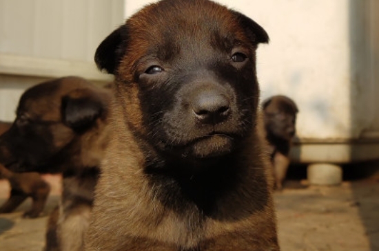 马犬在农村可以散养吗