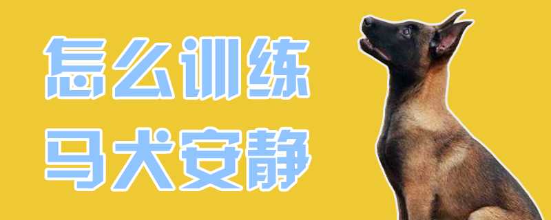 怎么训练马犬安静