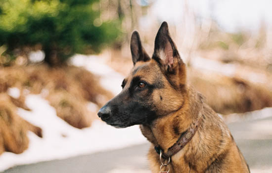 狗狗可不可以先打狂犬在打其他疫苗