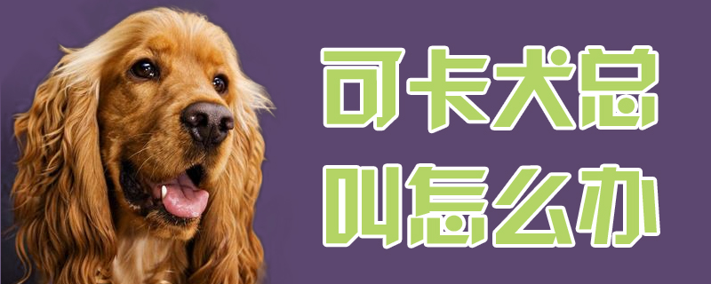 可卡犬总叫怎么办