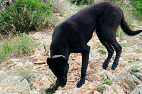 黑马犬是怎么培育出来的