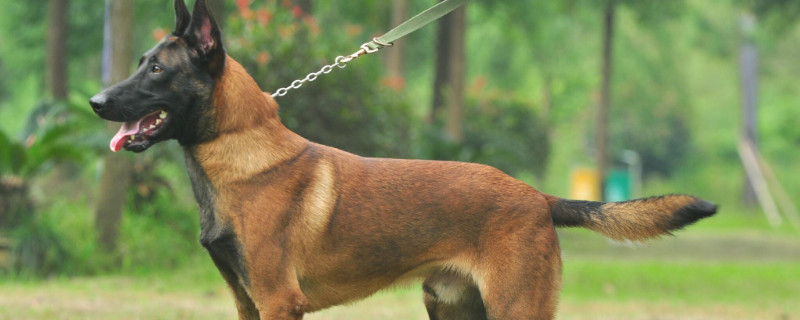 马犬追过路的行人怎么回事