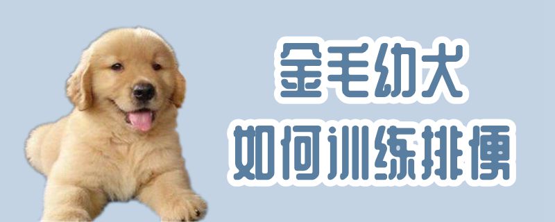 金毛幼犬如何训练排便