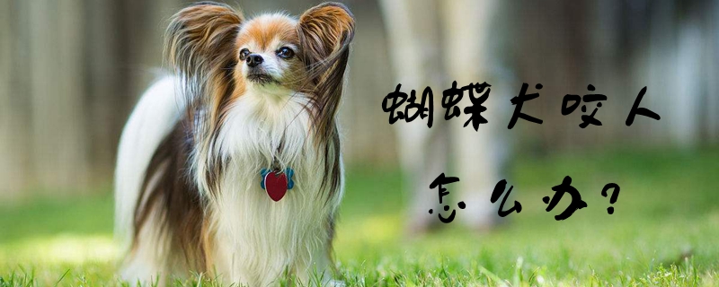 蝴蝶犬咬人怎么办