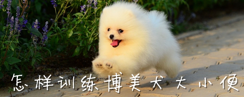 怎样训练博美犬大小便