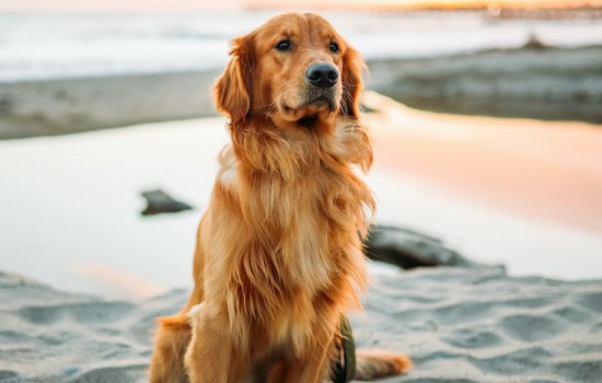 金毛几岁算成年 金毛几岁算成年犬