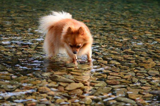 博美犬下崽要注意什么