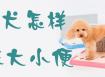 贵宾犬怎样训练大小便