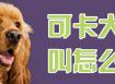 可卡犬总叫怎么办