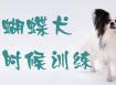 蝴蝶犬什么时候训练