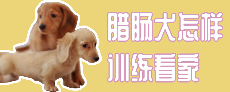 腊肠犬怎样训练看家