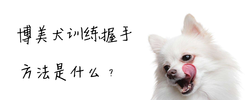 博美犬训练握手方法是什么