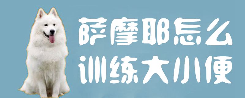 萨摩耶怎么训练大小便1