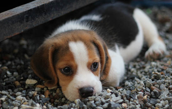 犬瘟症状是怎么引起的 犬瘟症状是病毒引起的