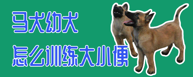 马犬幼犬怎么训练大小便