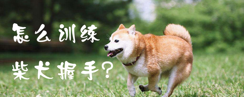 怎么训练柴犬握手