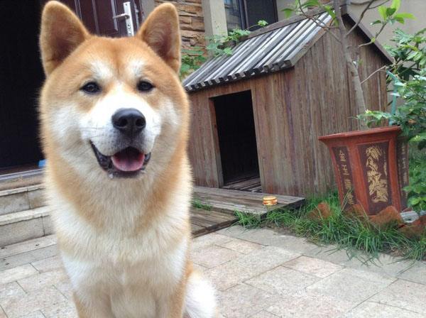 日本秋田犬价格 日本秋田犬价格多少钱一只