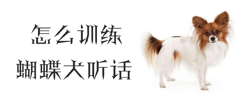 怎么训练蝴蝶犬听话